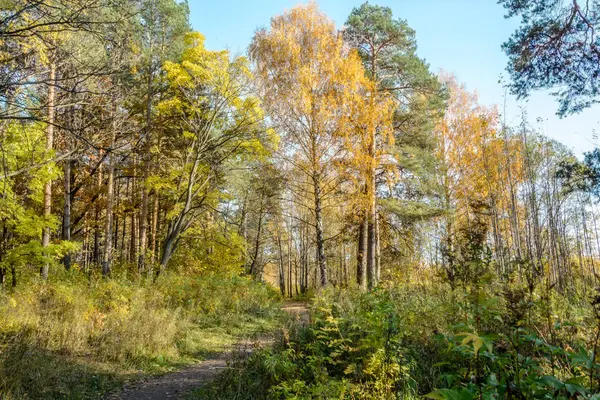 Kora ősz az erdőben — Stock Fotó