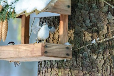 Soğuk kışta tımarhaneden uçar gider.