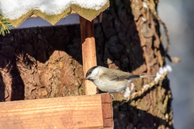 A coal tit sits on a feeder in cold winter