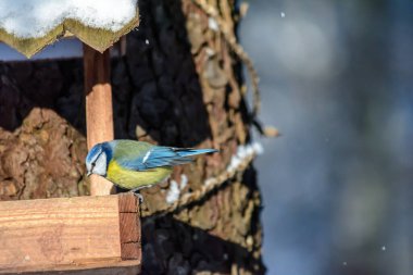 A blue tit pecks grain from the feeder in cold winter