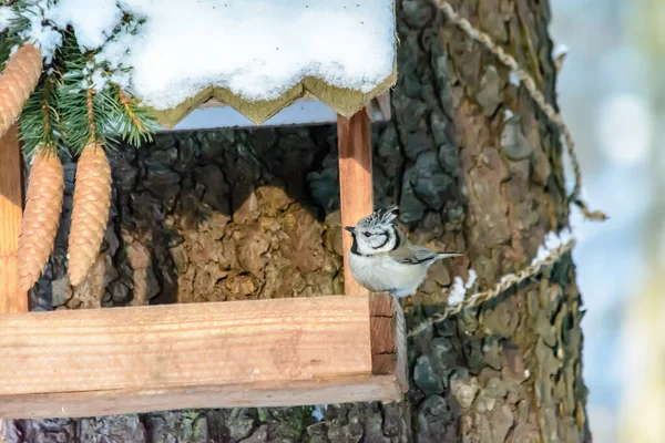 Crested Tit Sits Feeder Cold Winter — Stockfoto