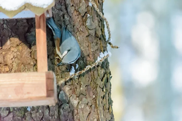 Ein Kleiber Sitzt Kalten Winter Auf Einem Futterhäuschen — Stockfoto