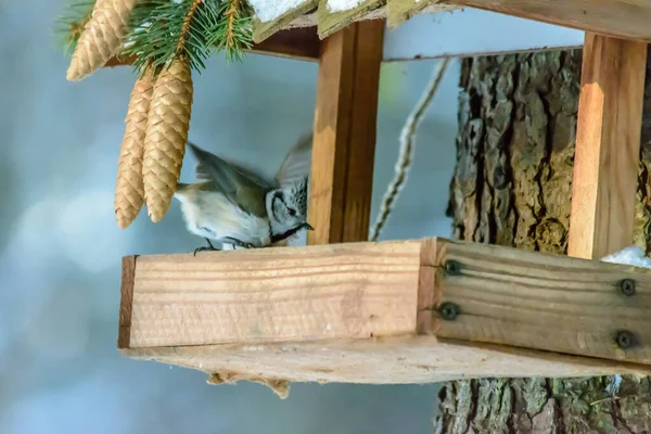 Soğuk Kışta Bir Grenadier Kuşu Besleyiciden Tahıl Gagalar — Stok fotoğraf