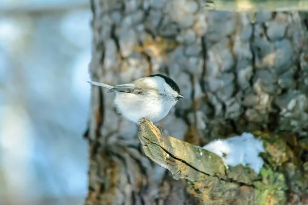 Chickadee Sits Tree Branch Cold Winter — Stock Photo, Image