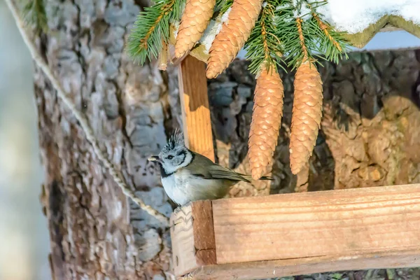 Kuş Grenadier Soğuk Kışta Besleyiciden Tahıl Gagalar — Stok fotoğraf