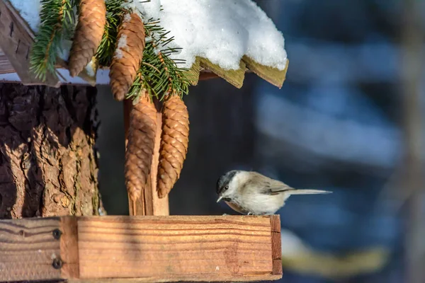 Ein Hühnchen Sitzt Kalten Winter Auf Einem Futterhäuschen — Stockfoto