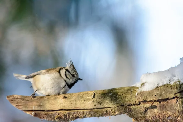 Crested Tit Sits Tree Branch Cold Winter — Stok fotoğraf
