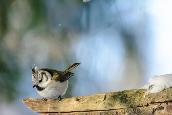 Ein Vogel Sitzt Kalten Winter Auf Einem Ast — Stockfoto