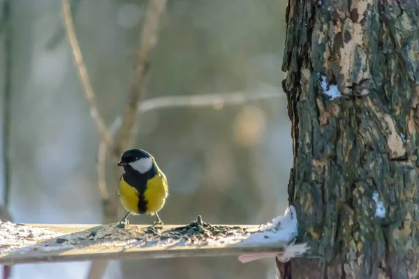 Titmouse Soğuk Kışta Besleyiciden Tahıl Gagalar — Stok fotoğraf