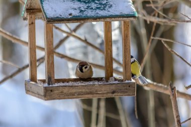 Titmouse ve serçe soğuk kışta besleyiciden tahıl gagalar