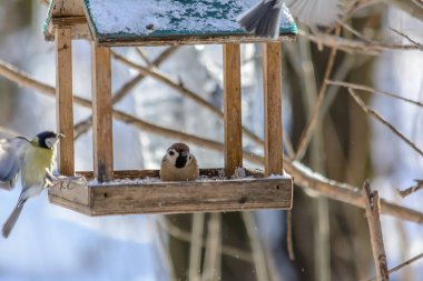 Titmouse ve serçe soğuk kışta besleyiciden tahıl gagalar