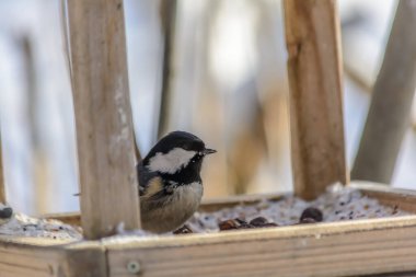 Coal tit pecks grain from the feeder in cold winter