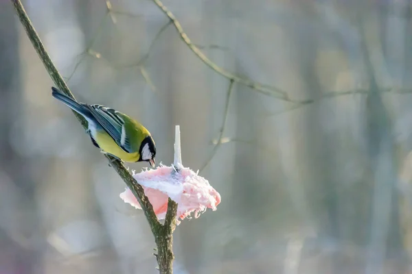 Titmouse Pica Gordura Alimentadores Inverno Frio — Fotografia de Stock