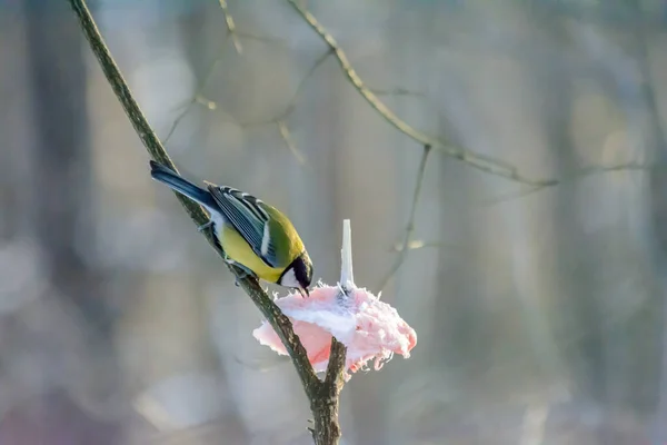 Titmouse Pecks Fat Feeders Cold Winter — Stock Photo, Image