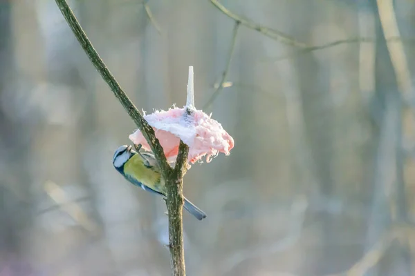 Blue Tit Pecks Fat Feeders Cold Winter — 스톡 사진