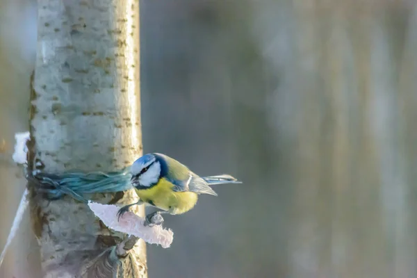 Blue Tit Pecks Fat Feeders Cold Winter — 스톡 사진