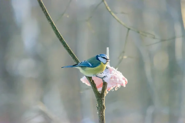 Blue Tit Pecks Fat Feeders Cold Winter — 스톡 사진