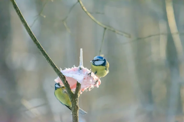 Blue Tit Pecks Fat Feeders Cold Winter — 스톡 사진