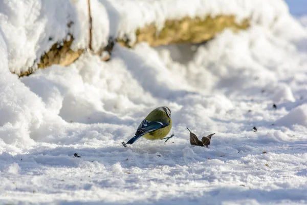 Blue Tit Pecking Seeds Snow Feeders — ストック写真