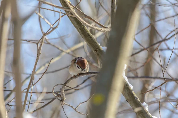Ein Sperling Sitzt Kalten Winter Auf Einem Ast — Stockfoto