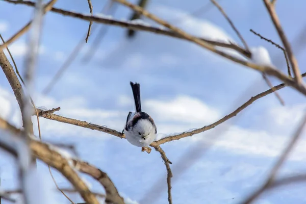 Tailed Tit Sits Tree Branch Cold Winter — Stockfoto