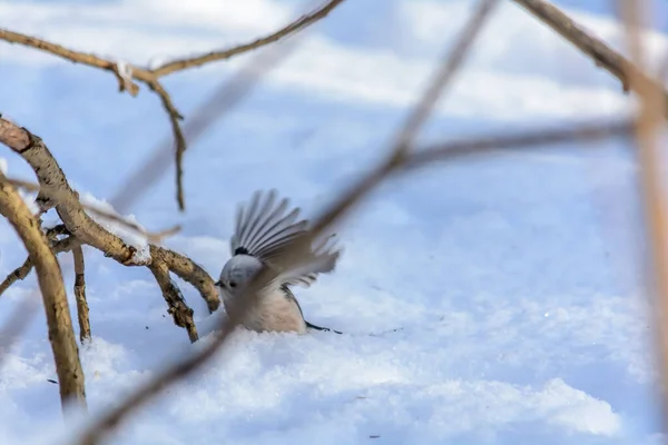 Tailed Tit Frolics Snowdrift Rays Winter Sun — ストック写真