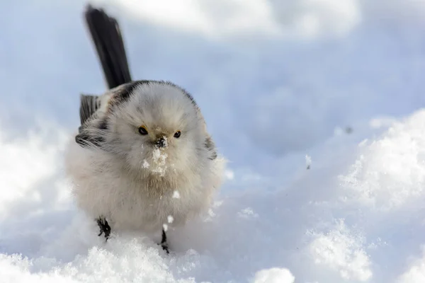 Tailed Tit Frolics Snowdrift Rays Winter Sun — Stok fotoğraf