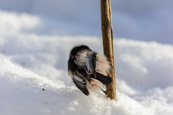 Tailed Tit Sits Tree Branch Cold Winter — Stock Fotó