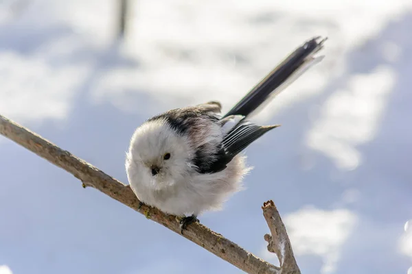 Tailed Tit Sits Tree Branch Cold Winter — 스톡 사진