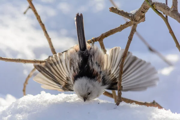 Tailed Tit Frolics Snowdrift Rays Winter Sun — ストック写真