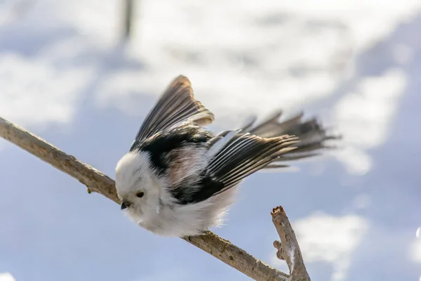 Tailed Tit Sits Tree Branch Cold Winter — ストック写真