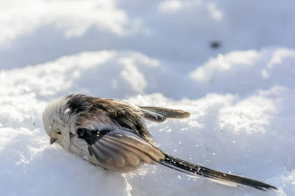 Tailed Tit Frolics Snowdrift Rays Winter Sun — Stok fotoğraf