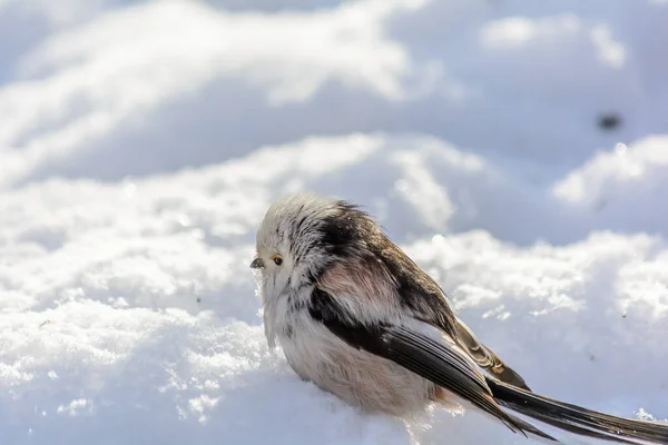 Rabo Tit Frolics Snowdrift Sob Raios Sol Inverno — Fotografia de Stock