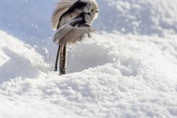 Tailed Tit Frolics Snowdrift Rays Winter Sun — Stockfoto