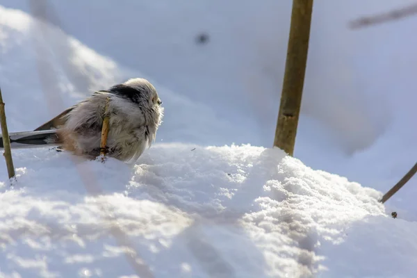 Tailed Tit Frolics Snowdrift Rays Winter Sun — Stock Fotó