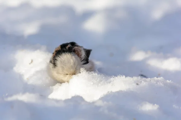 Tailed Tit Frolics Snowdrift Rays Winter Sun — Stock fotografie