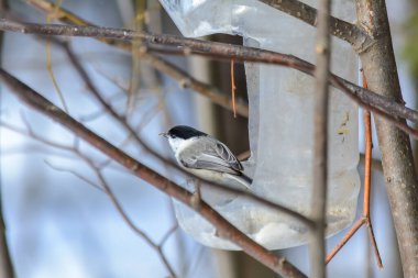 Soğuk kışta tavuk, besleyiciden tahıl gagalar.