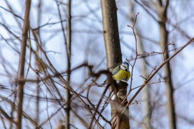 A blue tit sits on a tree branch in cold winter