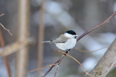 Soğuk kışta bir tavuk bir ağaç dalında oturur.