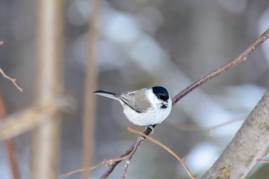 Soğuk kışta bir tavuk bir ağaç dalında oturur.