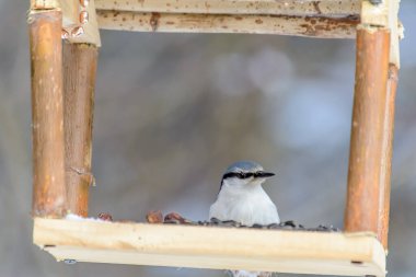 Soğuk kışta kuru yemlikten tahıl gagalar.
