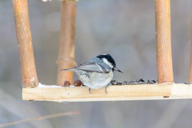 Coal tit pecks grain from the feeder in cold winter