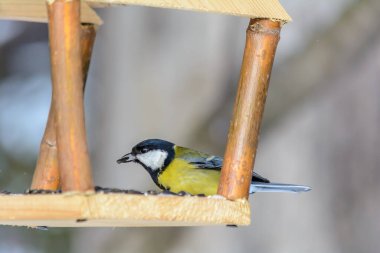 Tit pecks grain from the feeder in cold winter