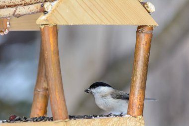 Soğuk kışta tavuk, besleyiciden tahıl gagalar.