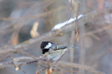 A coal tit sits on a tree branch in cold winter