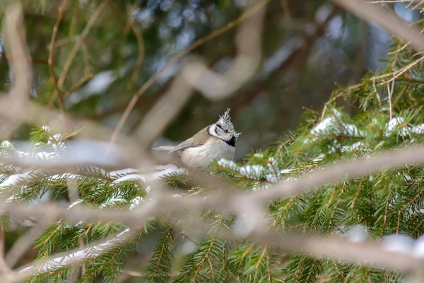 Ptak Grenadier Siedzi Gałęzi Drzewa Mroźnej Zimie — Zdjęcie stockowe