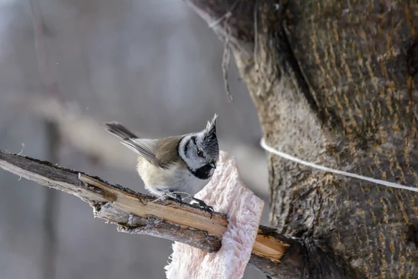 Crested Tit Pecks Fat Feeders Cold Winter — Photo