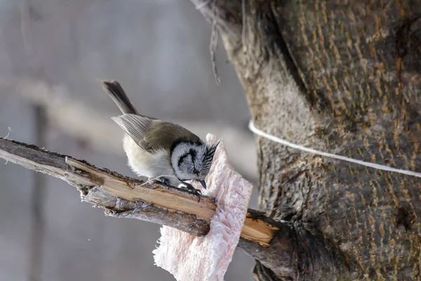 Crested Tit Pecks Fat Feeders Cold Winter — ストック写真