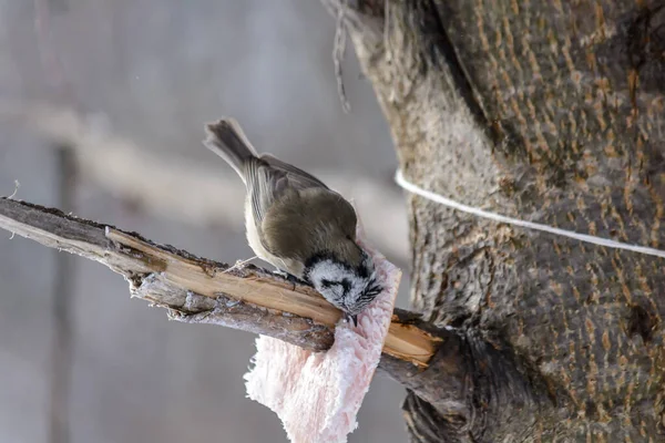 Oiseau Grenadier Picore Graisse Dans Les Mangeoires Hiver Froid — Photo