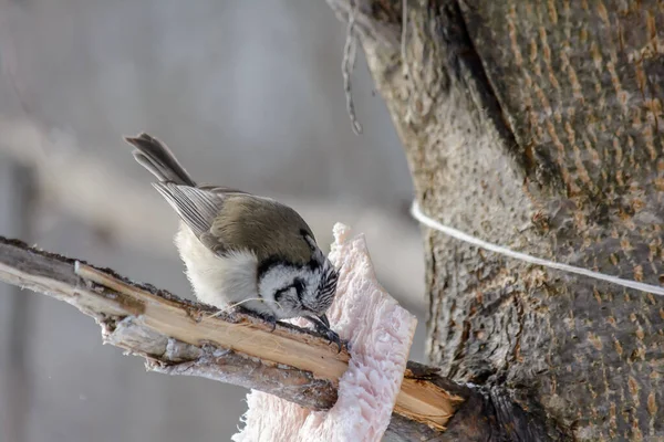 Crested Tit Pecks Fat Feeders Cold Winter — Photo